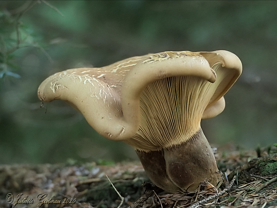 Mushroom Mushroom