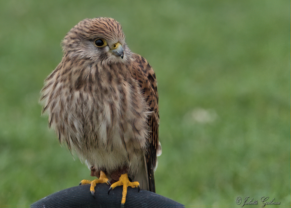 Bird of prey Bird of prey