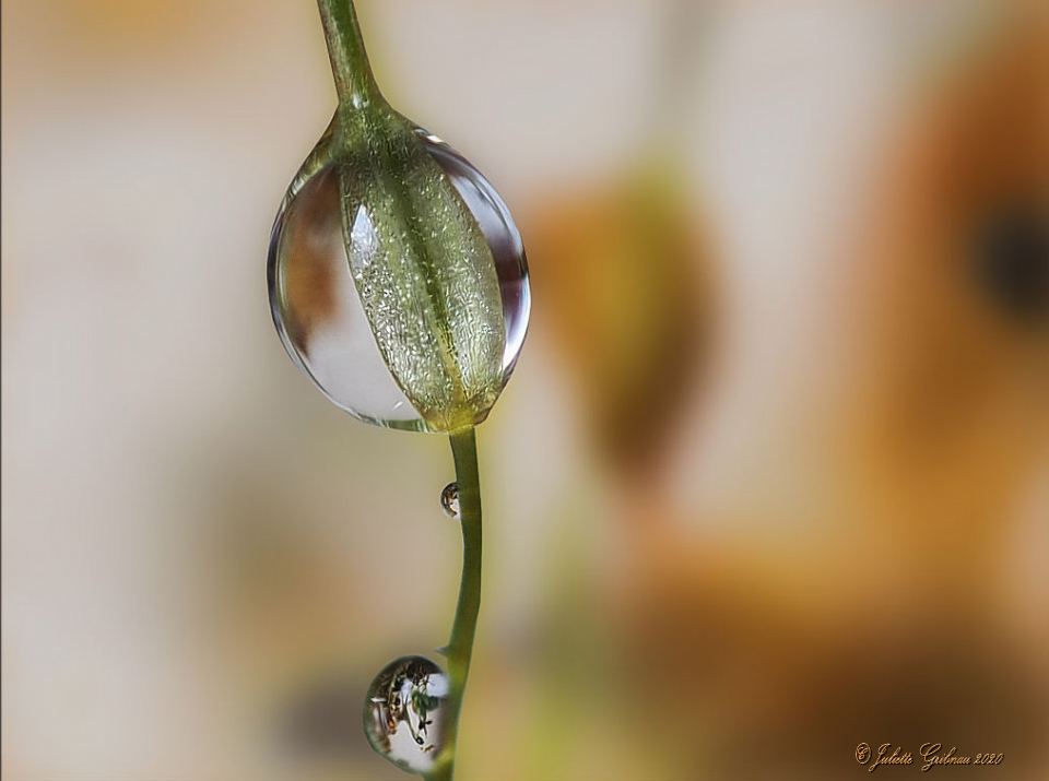 Dewdrop Dewdrop