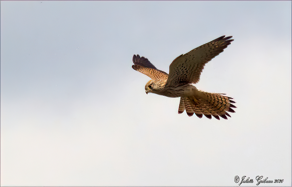 Kestrel Kestrel
