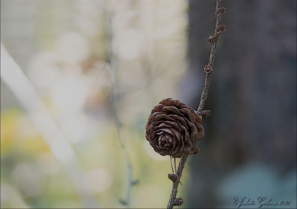 Larch apple Larch apple