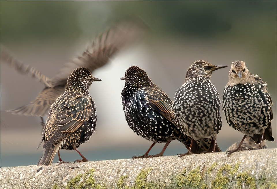 Starlings in the light Starlings in the light