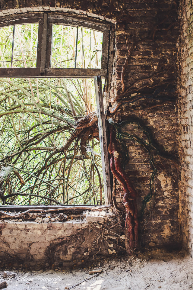 Tree growing inside