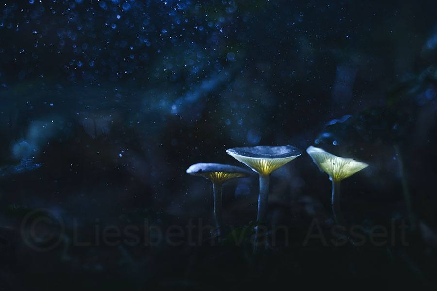 Light painting and flash with mushrooms