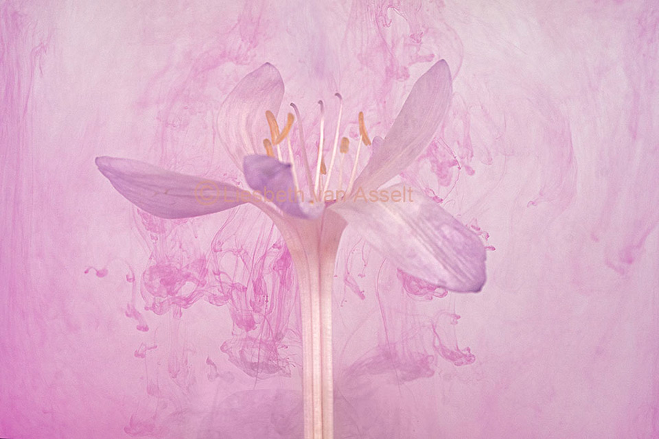 Flowers in ink clouds Flowers in ink clouds
