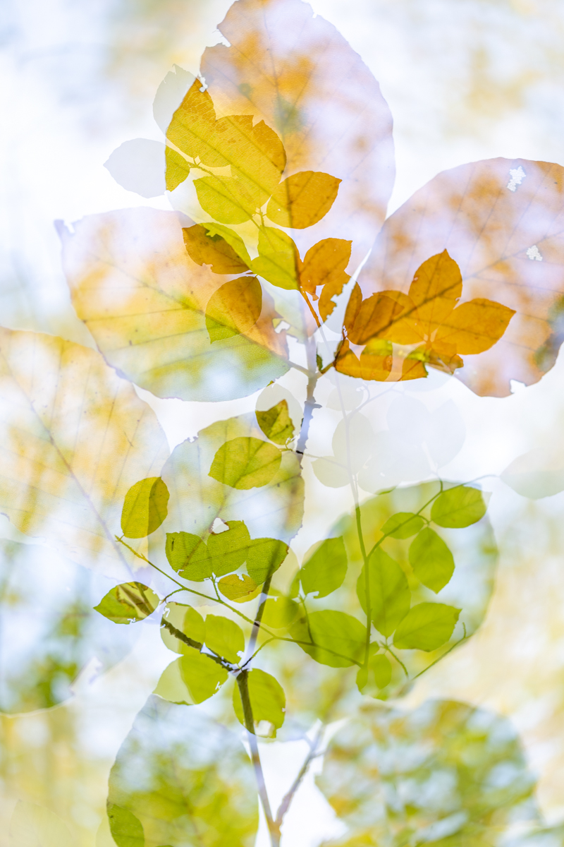 Multiple exposure autumn leaf