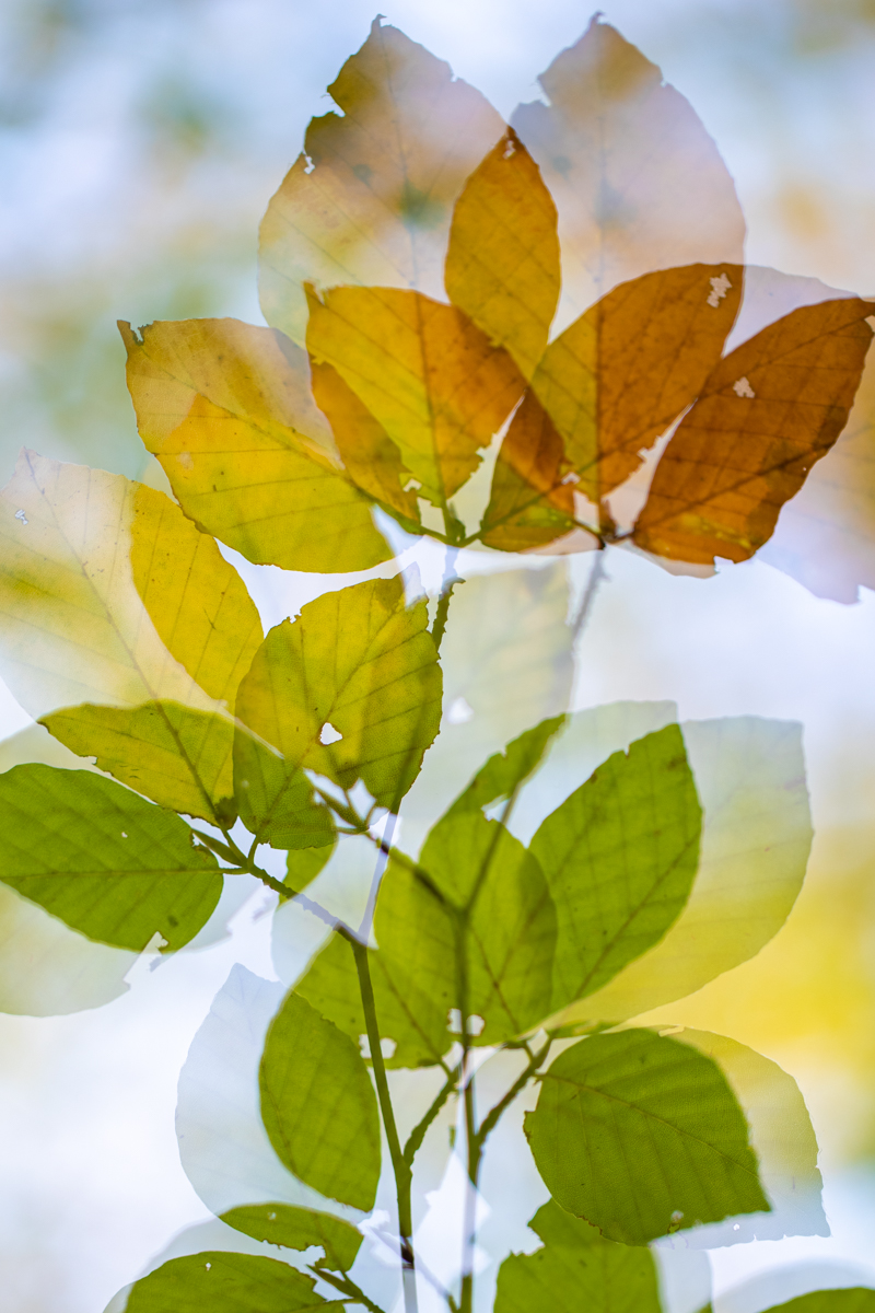 Multiple exposure autumn leaf