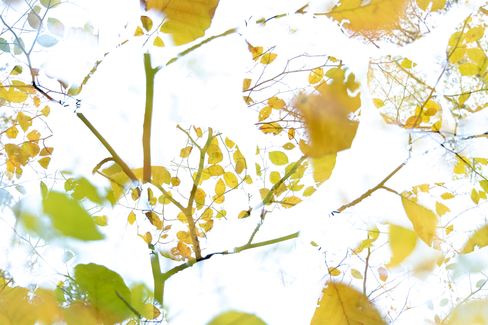 Multiple exposure autumn leaf
