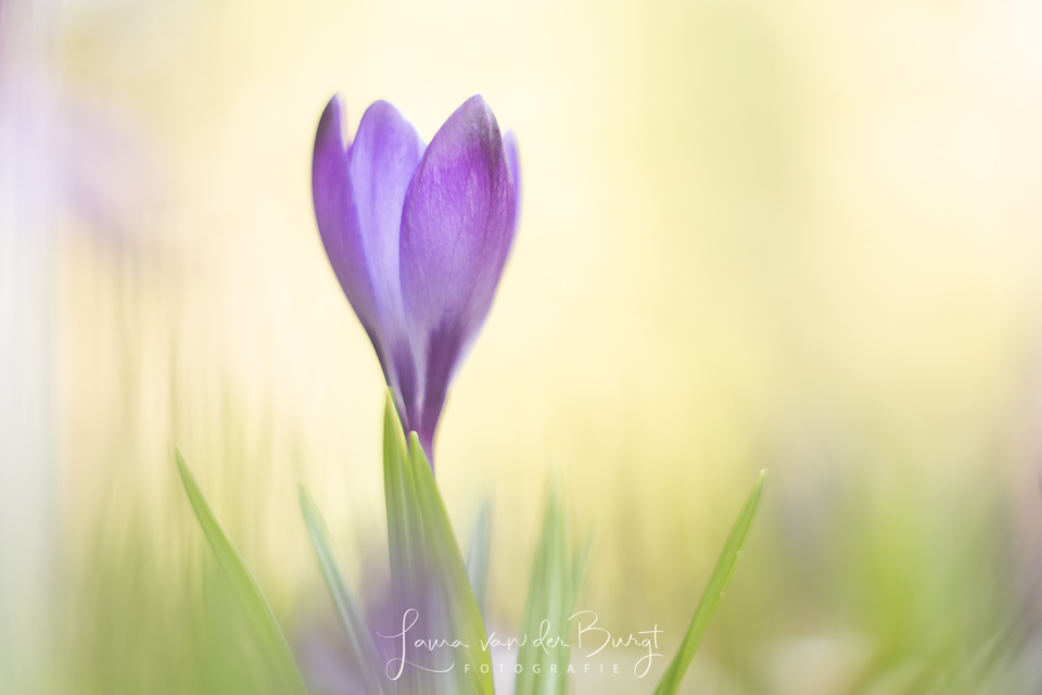 Hyacinth Hyacinth