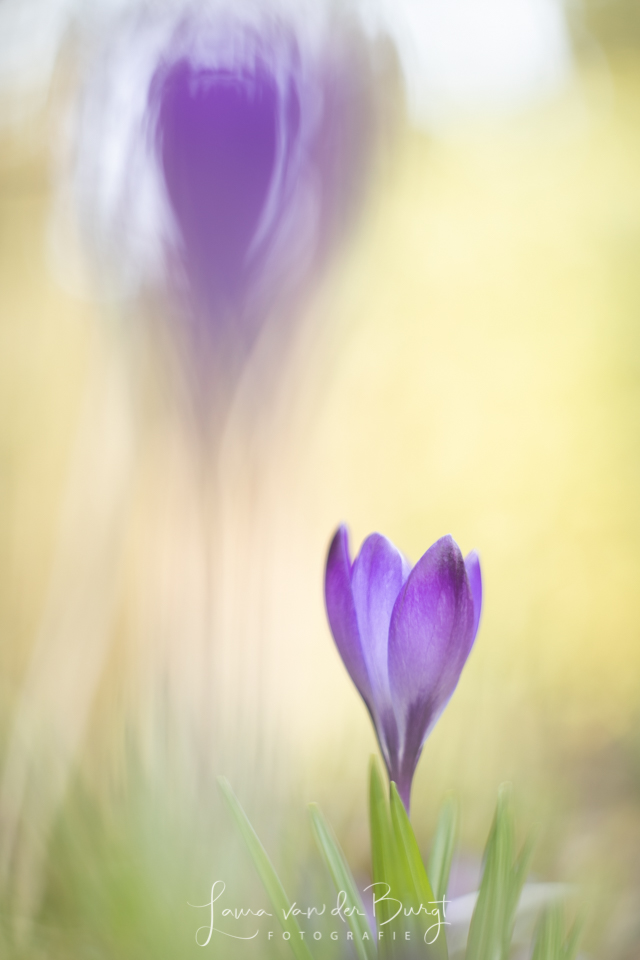 Hyacinth Hyacinth