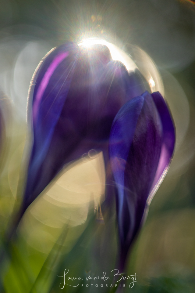Hyacinth Hyacinth