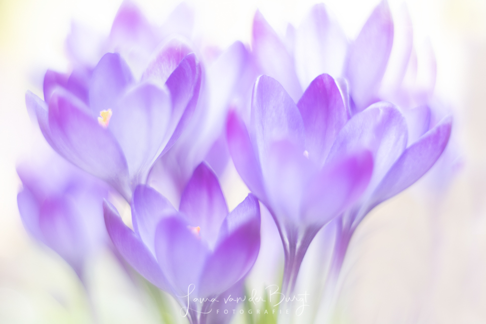 Hyacinth cluster Hyacinth cluster