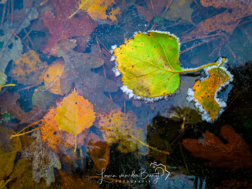 Frozen leaf