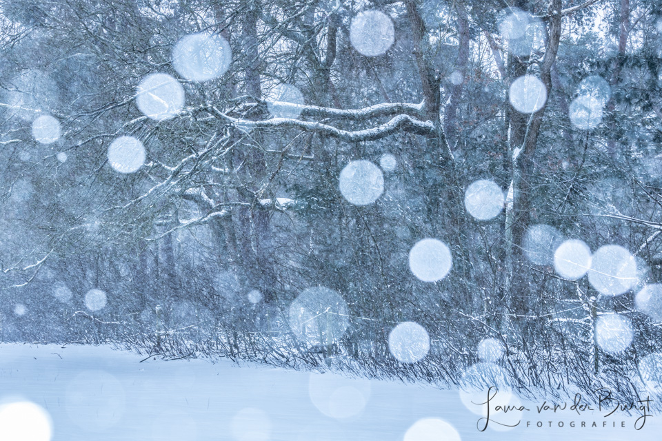 Laura Winter Fun 2
