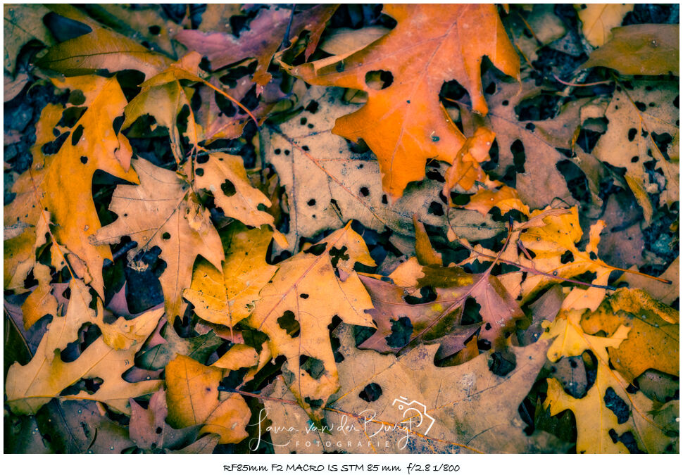 Laura van der Burgt Autumn in the forest 1 Laura van der Burgt Autumn in the forest 1