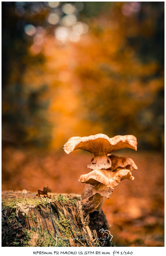 Laura van der Burgt Autumn in the forest 2 Laura van der Burgt Autumn in the forest 2