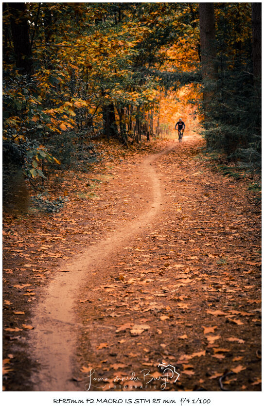 Laura van der Burgt Autumn in the forest 3 Laura van der Burgt Autumn in the forest 3