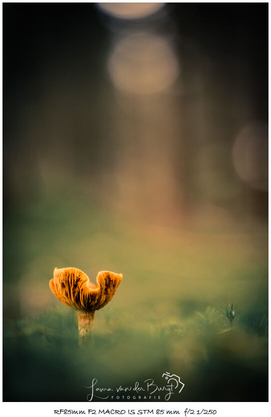Laura van der Burgt Autumn in the forest 4 Laura van der Burgt Autumn in the forest 4