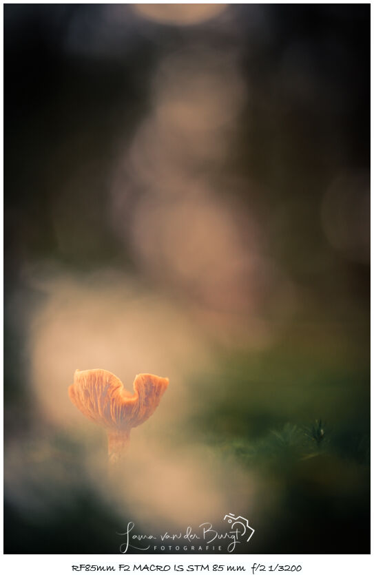 Laura van der Burgt Autumn in the forest 5 Laura van der Burgt Autumn in the forest 5