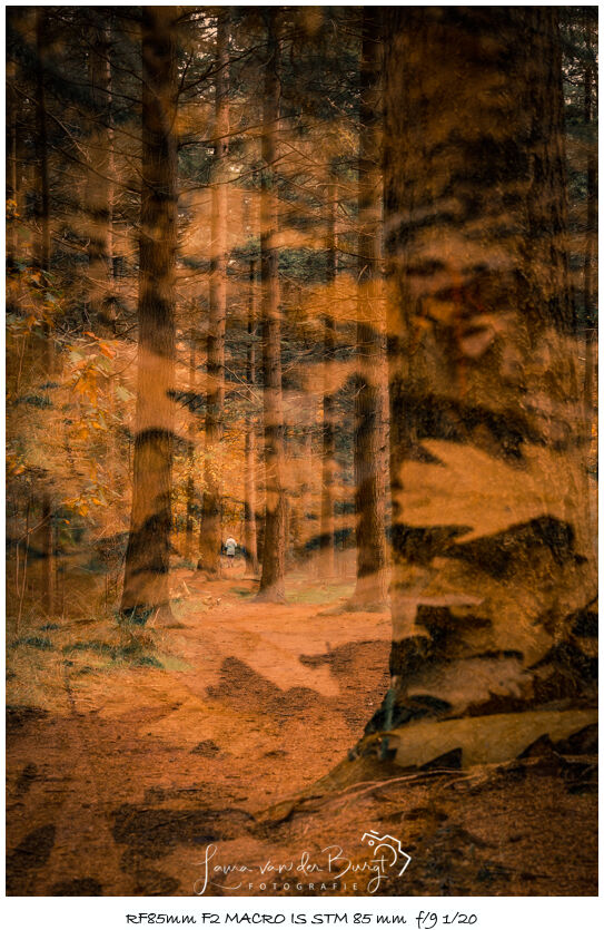 Laura van der Burgt Autumn in the forest 6 Laura van der Burgt Autumn in the forest 6