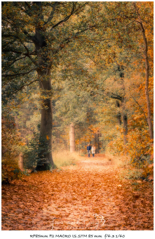 Laura van der Burgt Autumn in the forest 7 Laura van der Burgt Autumn in the forest 7