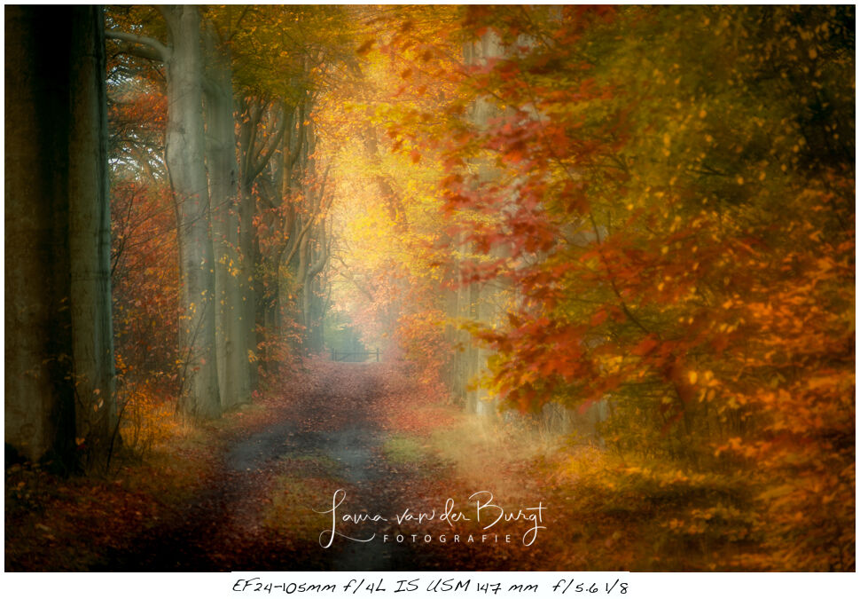 Laura van der Burgt - Autumn photography Laura van der Burgt - Autumn photography