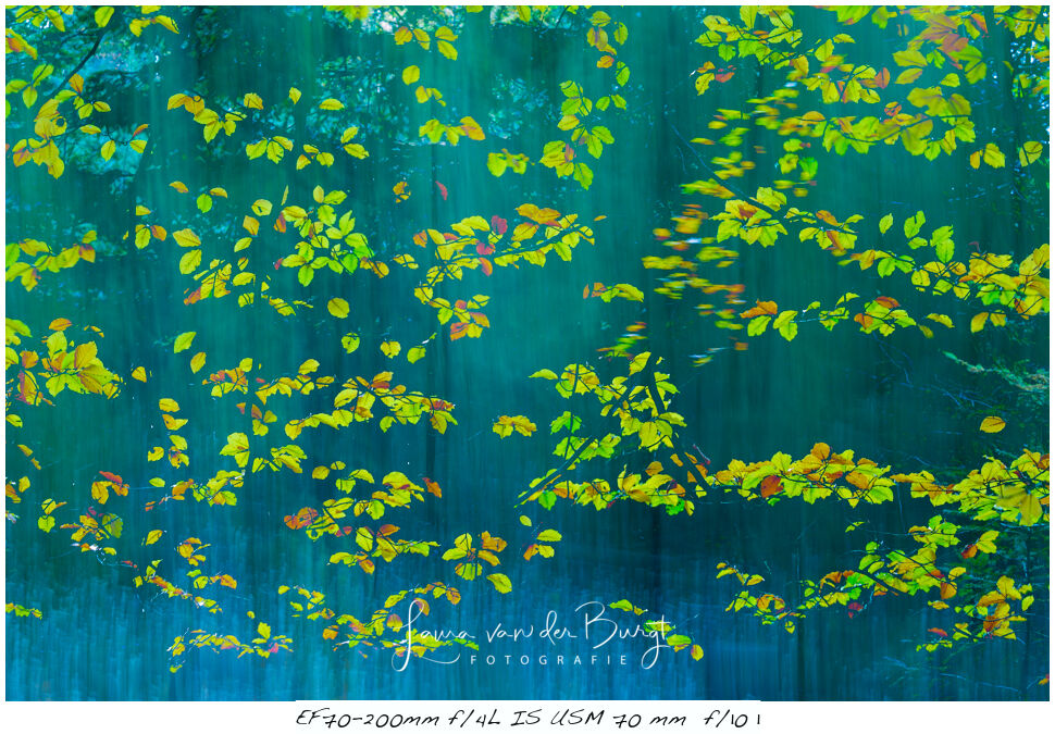 Laura van der Burgt - Autumn photography Laura van der Burgt - Autumn photography