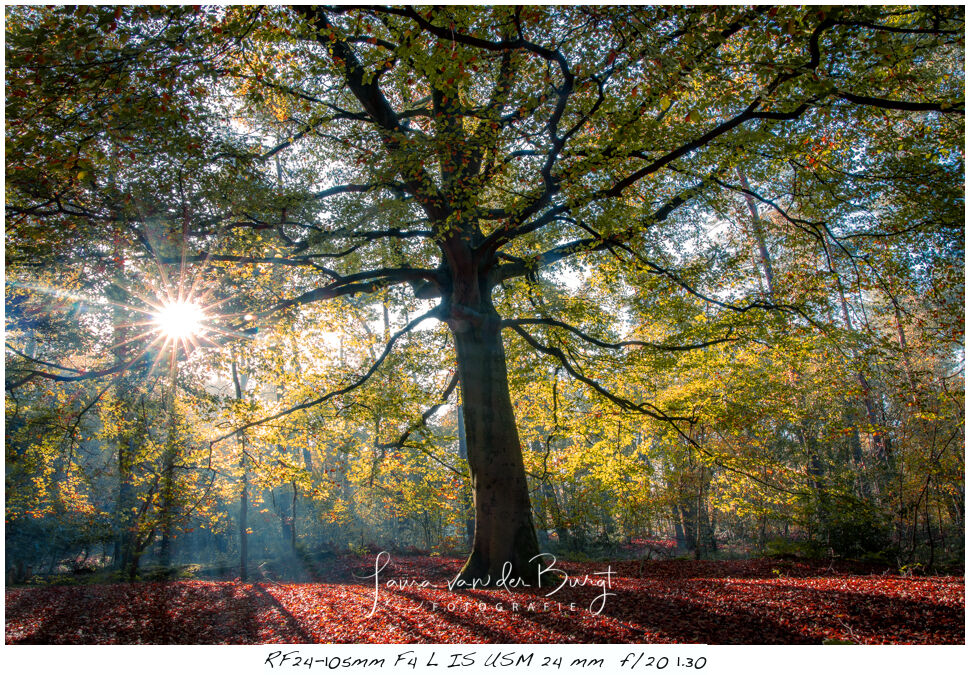 Laura van der Burgt - Autumn photography Laura van der Burgt - Autumn photography
