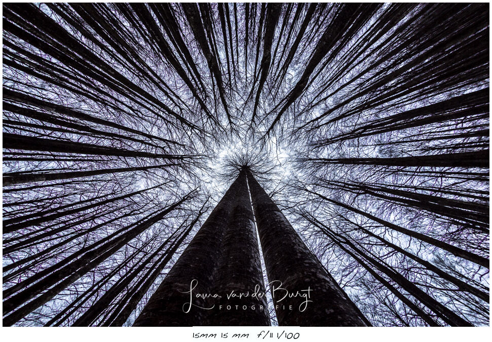 Laura van der Burgt Kaleidography