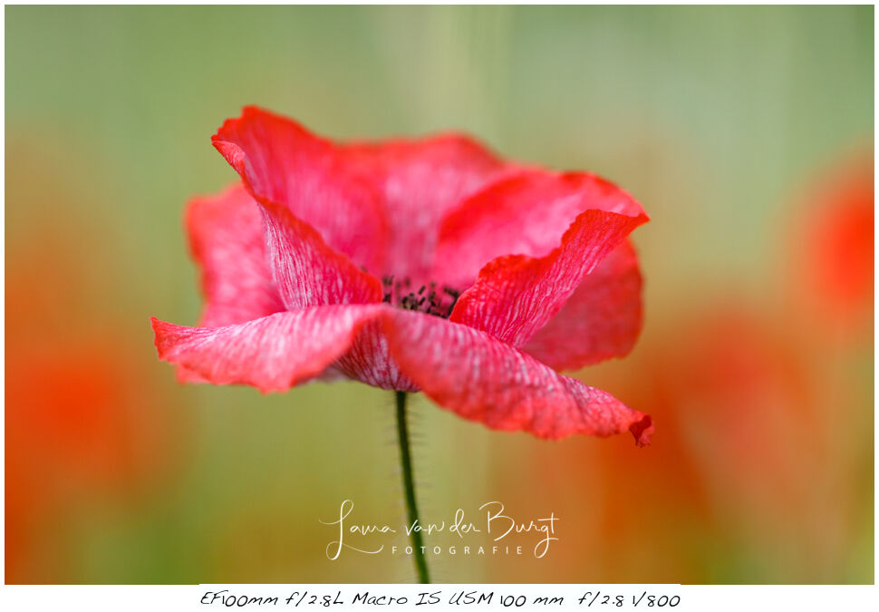 Laura van der Burgt Photographing Poppies 1 Laura van der Burgt Photographing Poppies 1