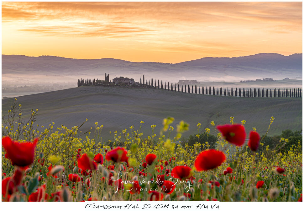 Laura van der Burgt Photographing Poppies 11(1)