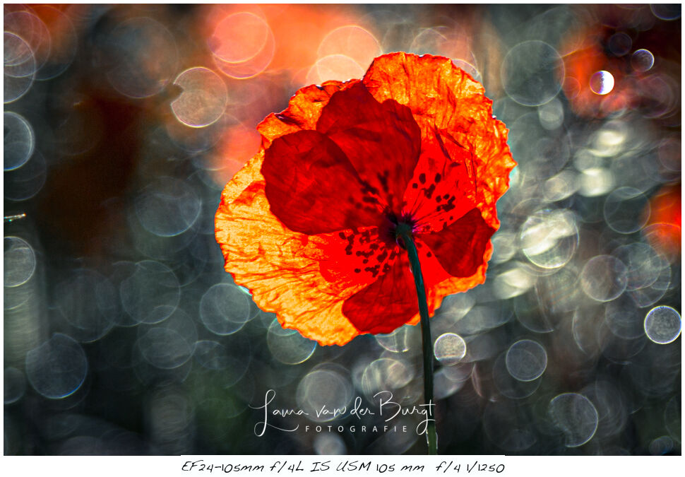 Laura van der Burgt Photographing Poppies 3 Laura van der Burgt Photographing Poppies 3