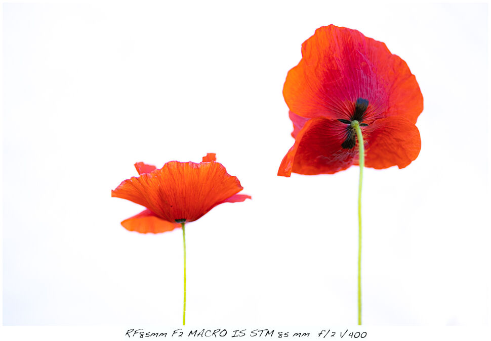 Laura van der Burgt Photographing Poppies 5 Laura van der Burgt Photographing Poppies 5