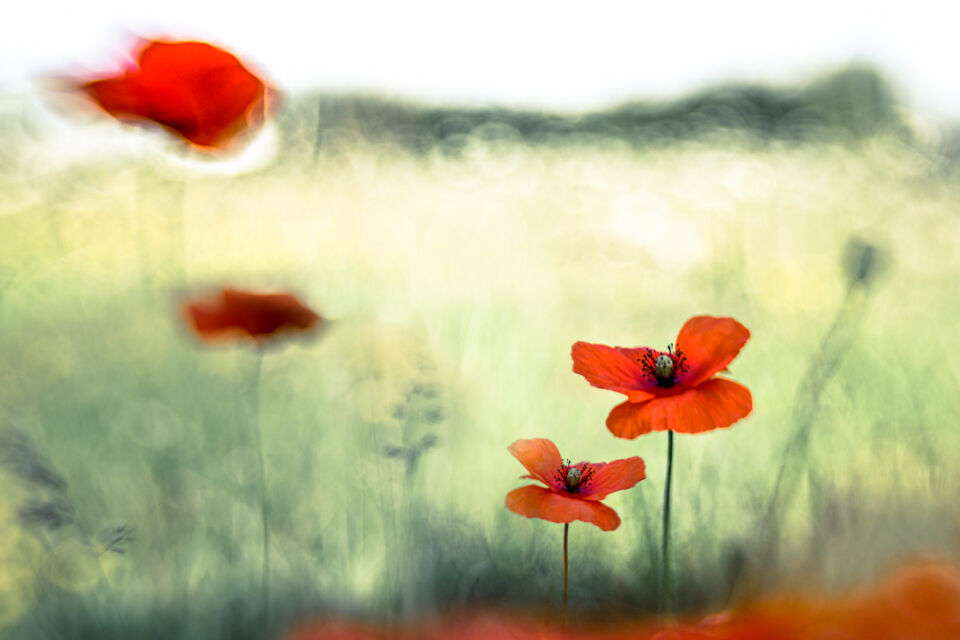 Laura van der Burgt Photographing Poppies 7 Laura van der Burgt Photographing Poppies 7