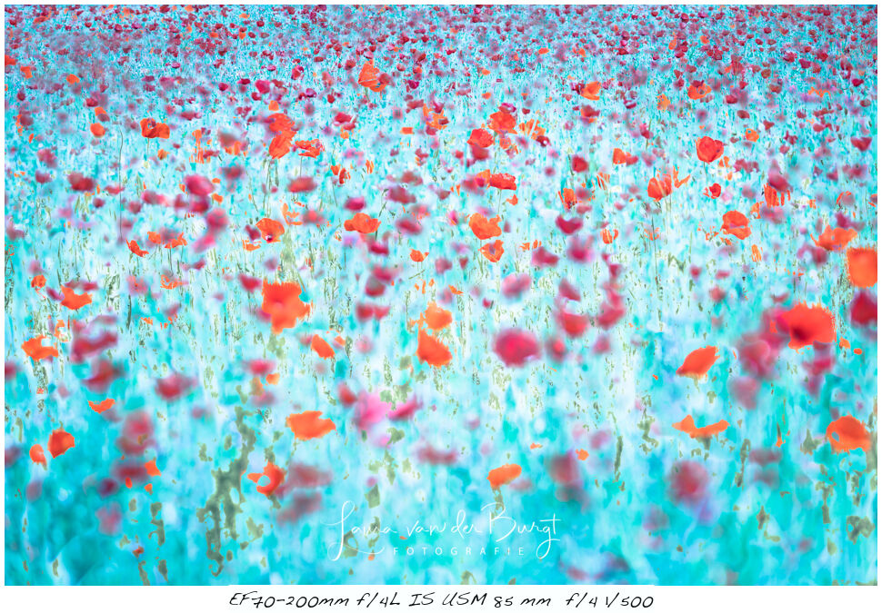Laura van der Burgt Photographing Poppies 8 Laura van der Burgt Photographing Poppies 8