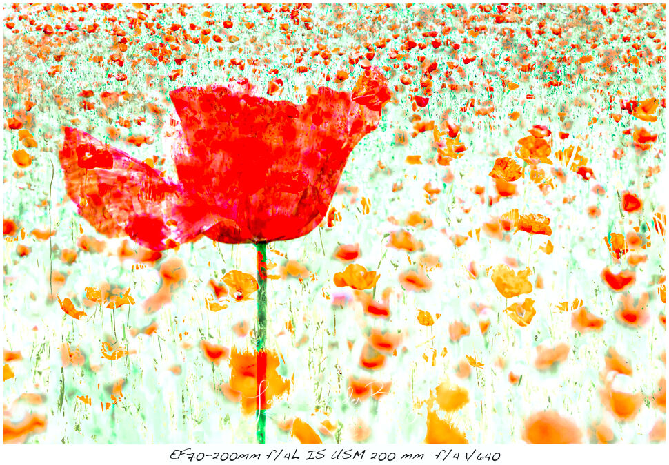 Laura van der Burgt Photographing Poppies 9 Laura van der Burgt Photographing Poppies 9