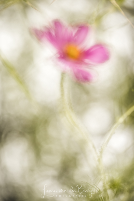 Laura van der Burgt - Inspiration