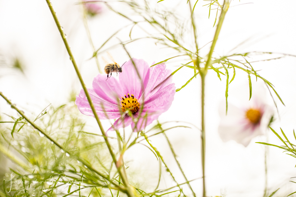 Inspiration in nature<br>