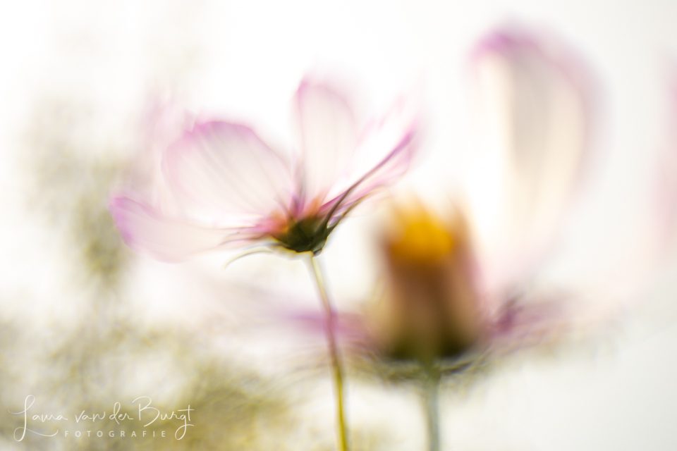 Inspiration in nature
