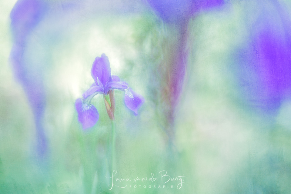 Laura van der Burgt www.vanderburgtfotografie.nl Blue Iris Laura van der Burgt www.vanderburgtfotografie.nl Blue Iris