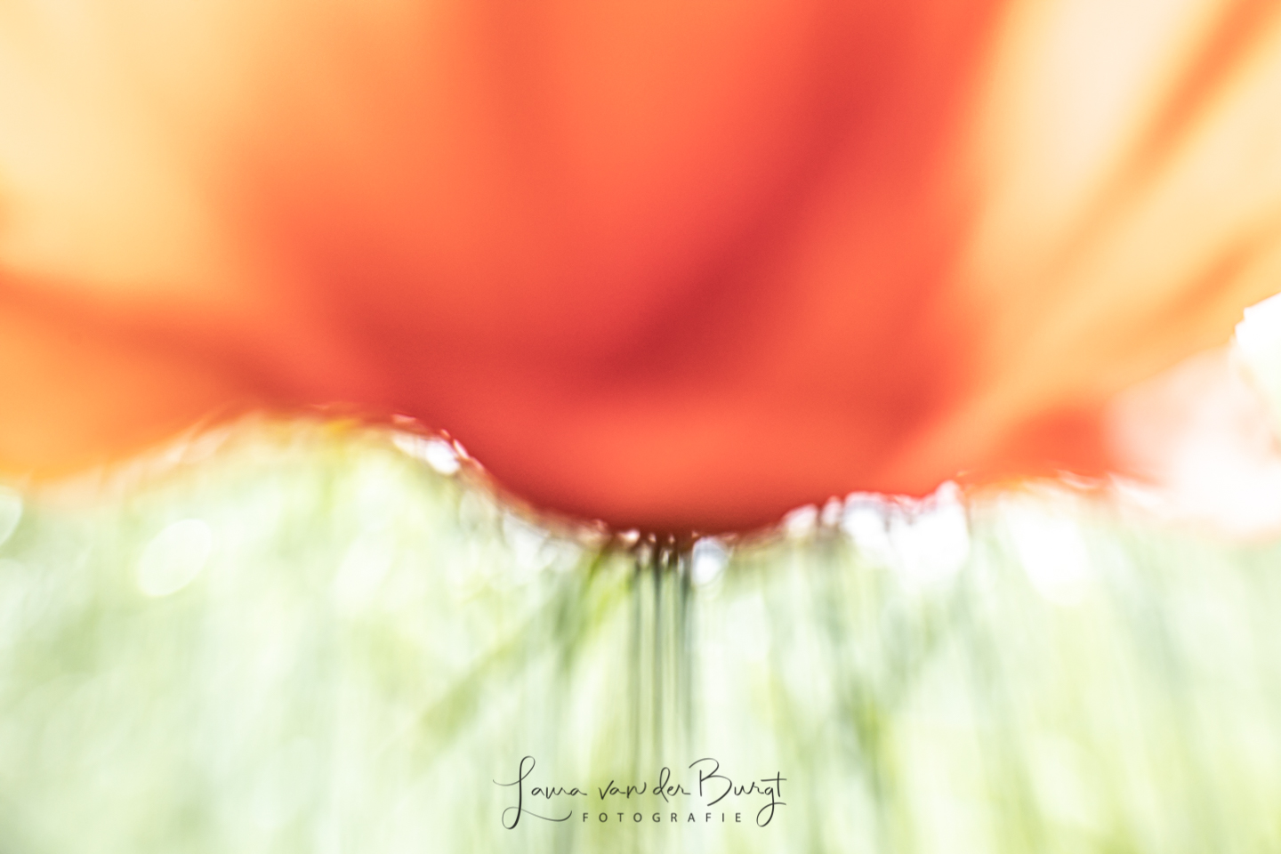 Laura van der Burgt www.vanderburgtfotografie.nl Poppy Watercolour Laura van der Burgt www.vanderburgtfotografie.nl Poppy Watercolour