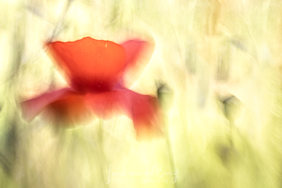 Laura van der urgt www.vanderburgtfotografie Poppy Watercolour Laura van der urgt www.vanderburgtfotografie Poppy Watercolour