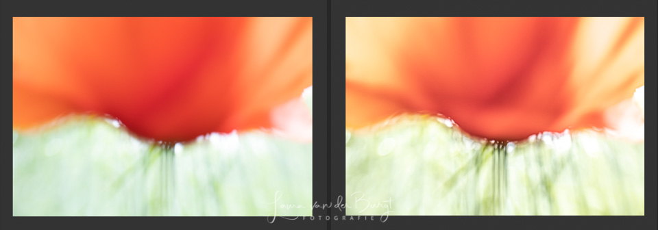 Laura van der urgt www.vanderburgtfotografie Poppy Before After Laura van der urgt www.vanderburgtfotografie Poppy Before After