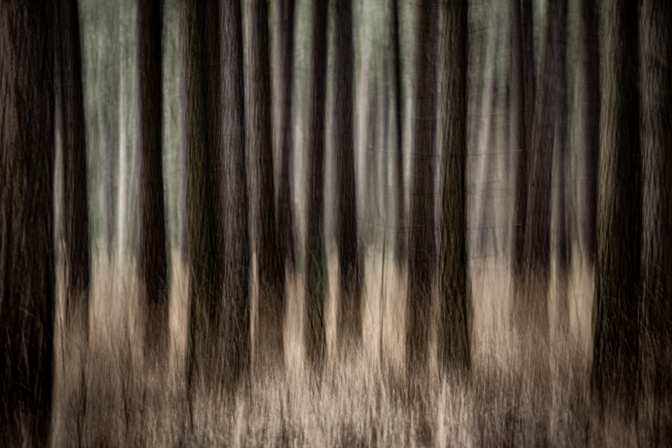 Trees Trees
