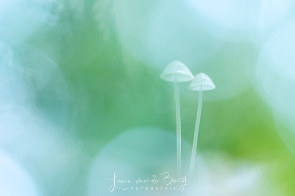 Mushrooms