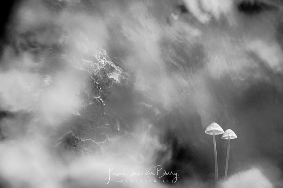 Mushrooms
