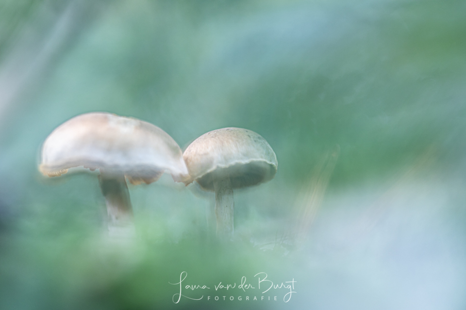 Mushrooms