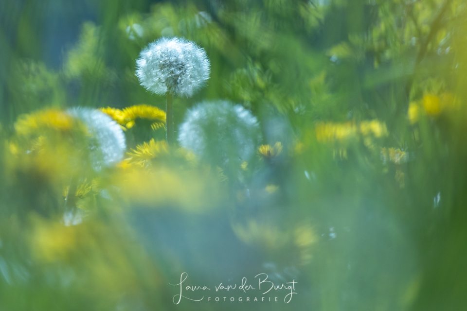 Dandelion Dandelion