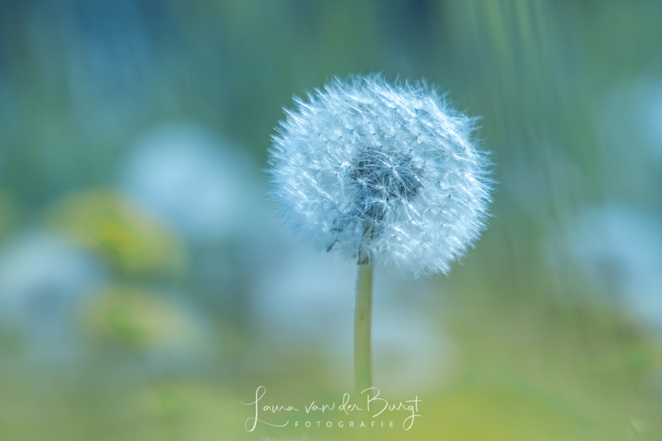 Dandelion Dandelion