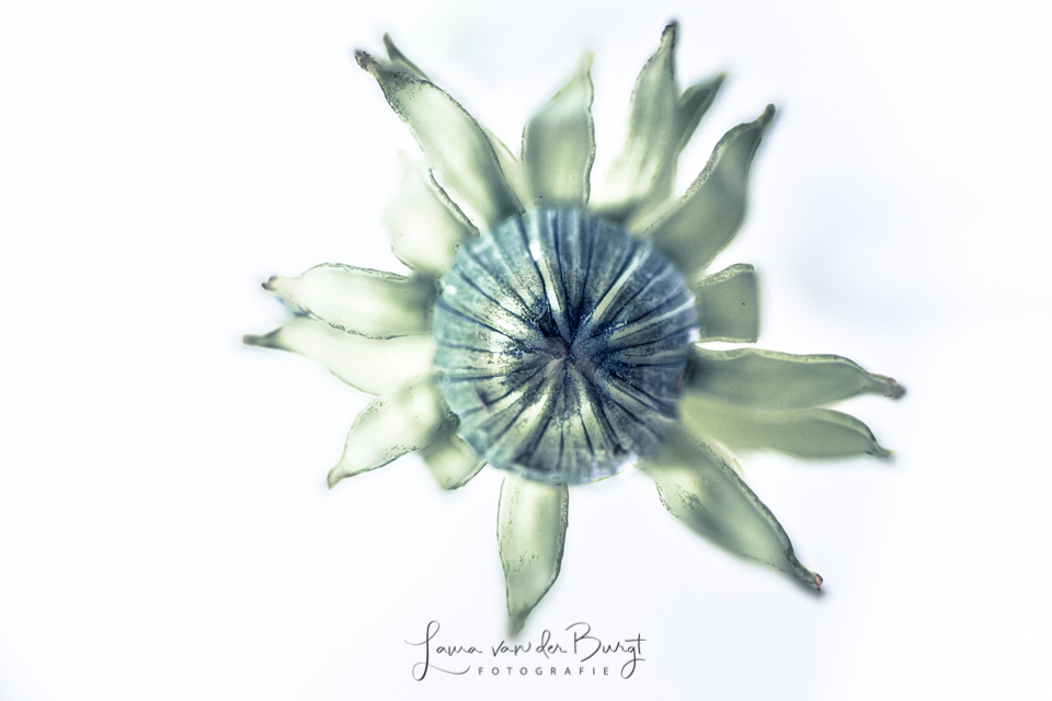 Dandelion Dandelion